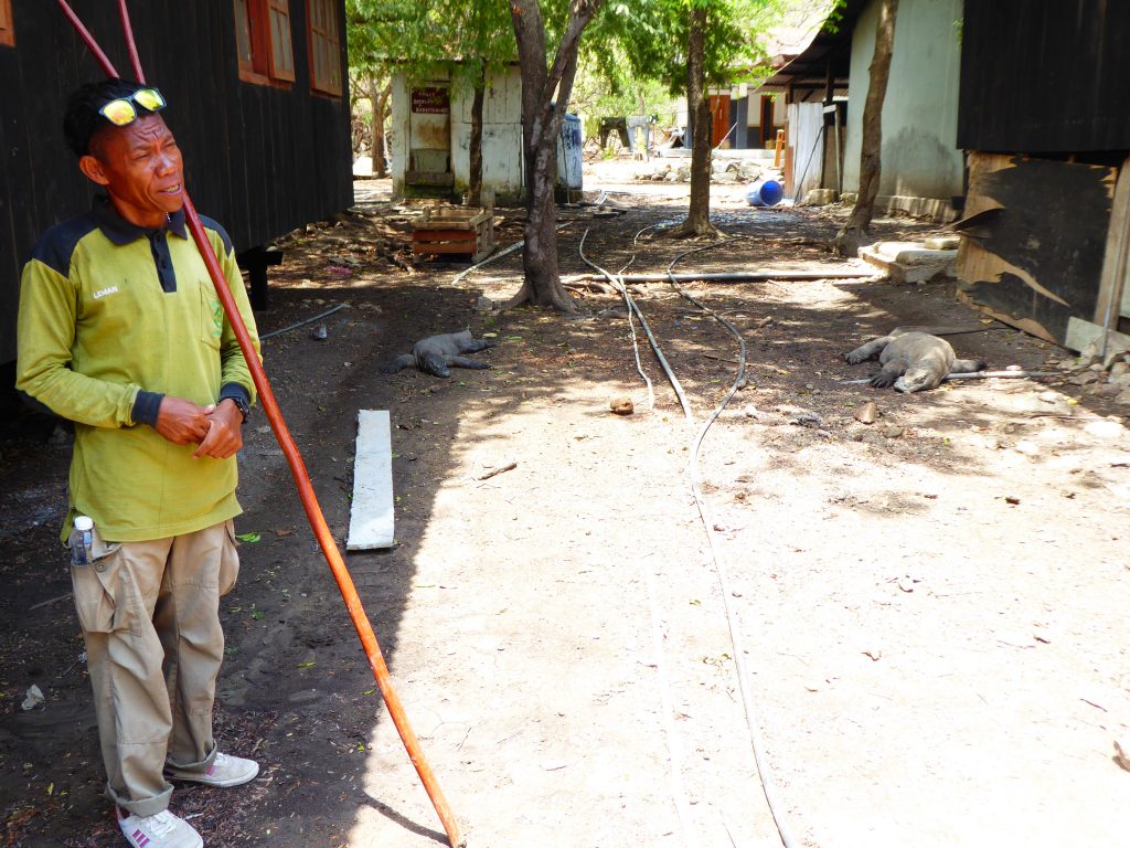 living with predators on Padar Island