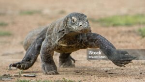 Komodo Dragon attack on Padar Island